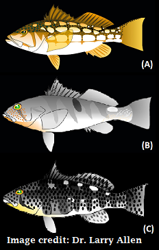 Image of identifying features of the three bass species: kelp (calico) bass, barred (sand) bass, and soptted (bay) bass